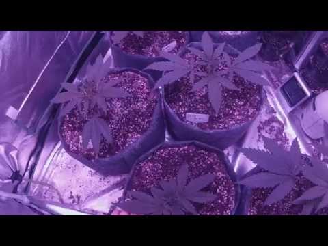 DabKing Grows: First Grow Ep. 4