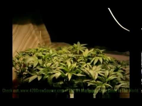 420 Time Lapse grow video - AWESOME!!!! How To Grow Weed Cannabis 420