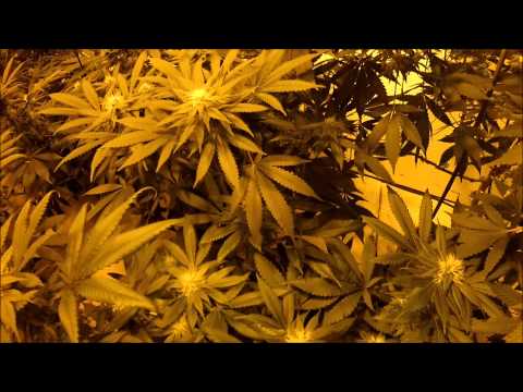 Medical Grow Update (flowering marijuana plants)