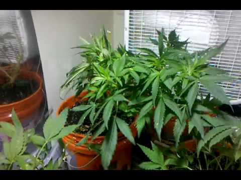 STB Indoor cannabis grow# 22 pt 2