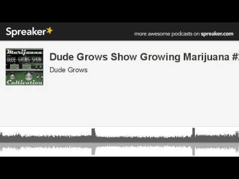 Dude Grows Show Growing Marijuana #23