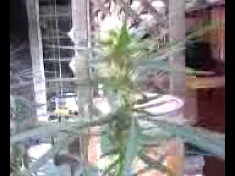 Budding Outdoor Marijuana Plant