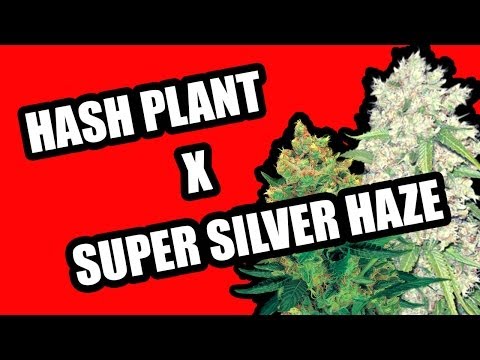 Cannabis Seeds and Bud Of Super Silver Haze X Hash Plant