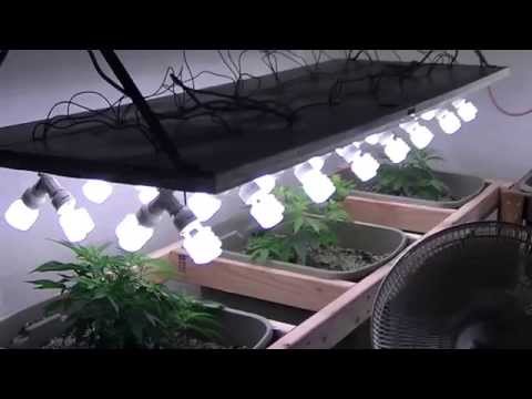 Organic CFL indoor Medical Marijuana Grow Part 1