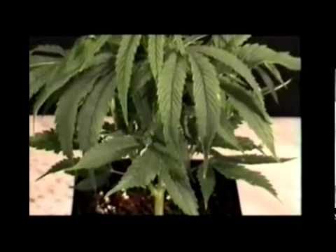 Marijuana Watering pH Nutrients - How To Grow Weed Part 2 - AWESOME CHRONIC!!!