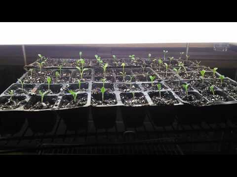 How to start growing seedlings early