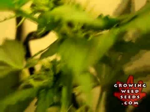 Marijuana Pictures - Orange Crush Weed Strain - Marijuana Seed Growing Day 57 - best sativa seeds
