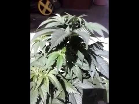 Cannabis Grow CFL hardening off to sunlight day 4