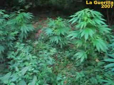 Outdoorguerilla grow 2007 - PART 3