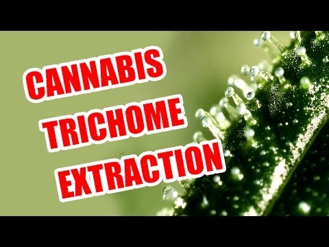 Harvesting Marijuana - Trichome Extraction Using The Dry Ice Method