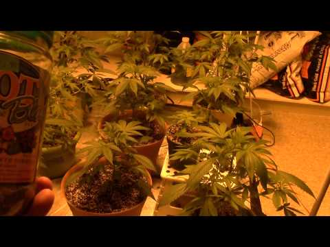 Day 5 flowering..2000 watts..nuts and bolts of my grow