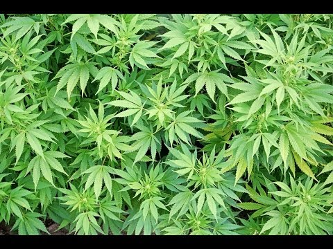 Growing Marijuana- First plants
