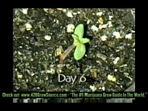 Just Say Grow!!!! How To Grow Weed Indoors & Outdoors pt. 1 - AWESOME VIDEO!!!!