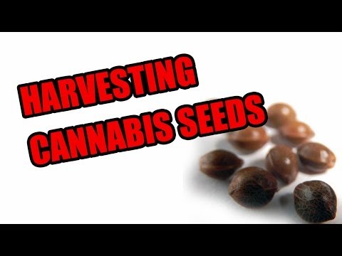 How to Harvest Seeds from a Male Cannabis Plant