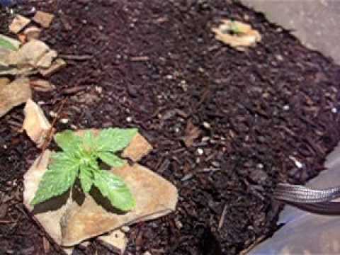 Grow Weed - Veg Week #1