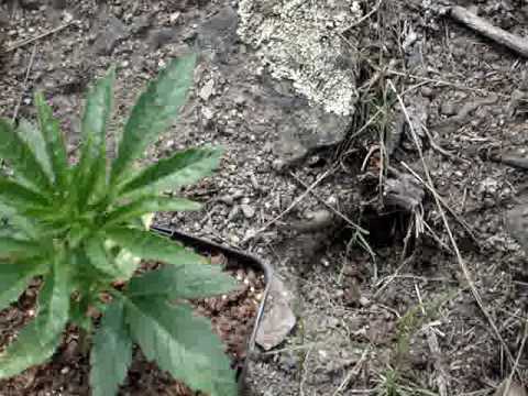 weed plants 30 days old outdoors