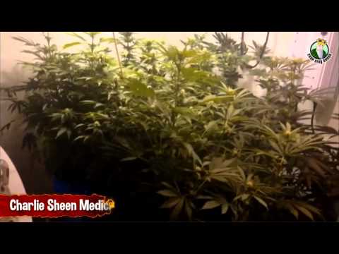 Charlie Sheen Medical Marijuana Cannabis Grow Room - Day 20
