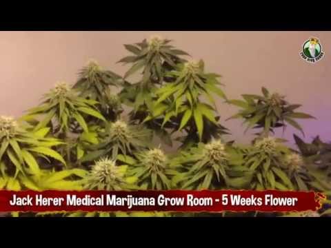 Jack Herer Medical Marijuana Grow Room - 5 Weeks of Flower