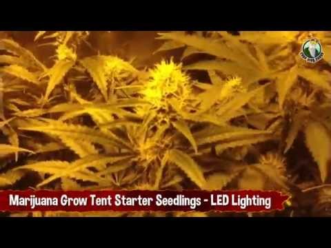 Marijuana Grow Tent - Trainwreck Starter Seedlings Using LED Lights