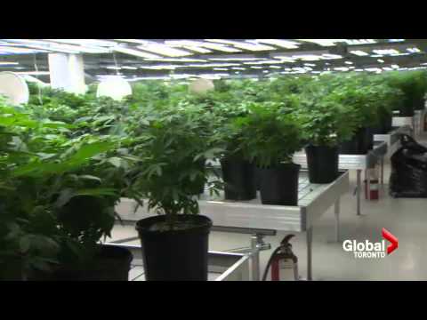 First ever recall of medicinal marijuana in Canada underway