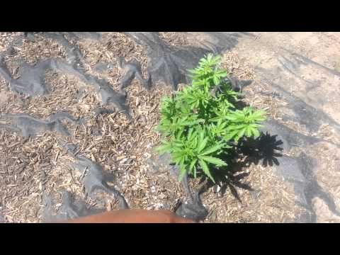 Growing outdoors cannabis 2014 week 3