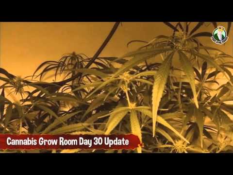 Day 30 Update on Grow Room plus Blue Dream Cannabis Issues