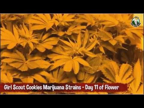 Girl Scout Cookies Day 11 Flower with a single 600 Watt HPS