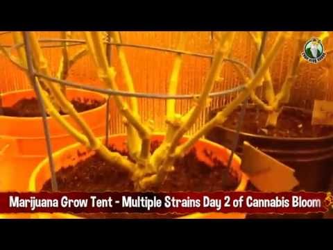 Marijuana Grow Tent With Multiple Strains - Day 2 of Cannabis Bloom