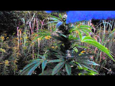 Trainwreck from Greenhouse Seeds Legal Medical Marijuana Outdoor Grow 2013