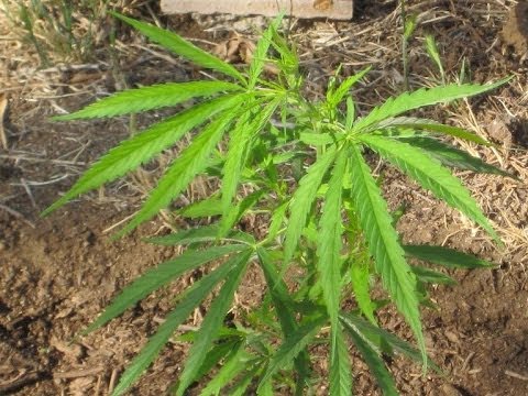Oaxacan Gold - Cannabis Sativa (10 Weeks From Seed)[4/25/14]