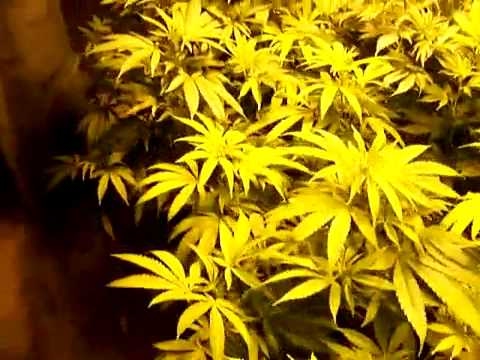 Medical Marijuana Grow indoor marijuana Grow