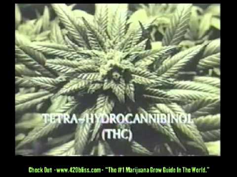 Cannabis-odling Part 1 - How To Grow Weed Indoors. WICKED!!!