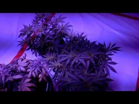 LED Grow B.M. Auto Day 62/Mothers/Clones