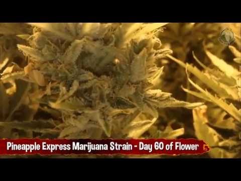 Pineapple Express Cannabis Strain - Day 60 Flower and some Cannabis Seeds Showoff