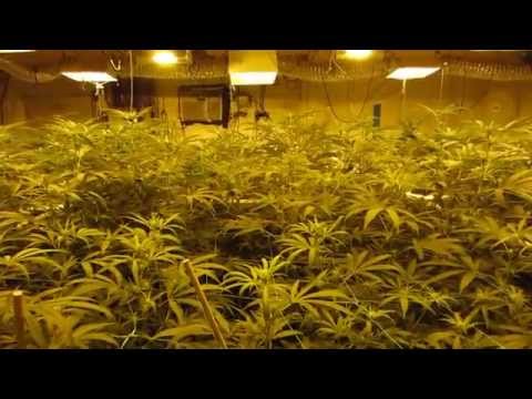 Wicked Garden day 14