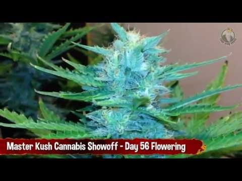 Master Kush Cannabis Strain Showoff - Day 56 Flowering