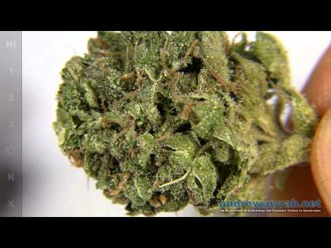 Cannabis Genetics & History EXODUS CHEESE grown by Lady Sativa Genetics Amsterdam Weed Review