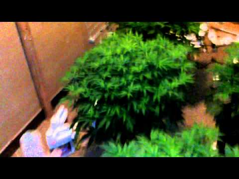 week 9 veg. small medical marijuana grow