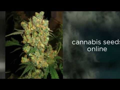 Cannabis Seeds UK-Buy Marijuana Seeds UK- http://buymarijuana.co.uk/- Call now!