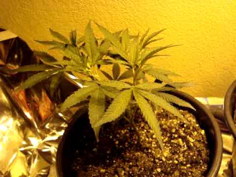 Marijuana Grow 100% Organic-Topped-Lavender, Jesus OG, Purple Alien OG, Grape Ape, Cherry Pie..etc