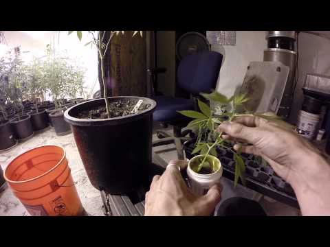 HOW TO CLONE Cannabis Easy TUTORIAL