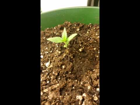10 Day old marijuana plants