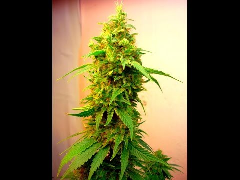 Indoor Big Bud Grow - Marihuana Growing - Cannabis - Pěstování - Kush - Haze