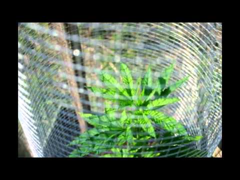 Florida Medical Cannabis Outdoor Grow | First Week Outside