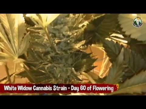 White Widow Marijuana Strain in day 60 of Flowering