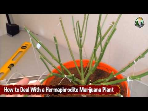 How To Deal With a Hermaphrodite Marijuana Plant