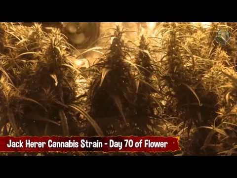 Day 70 Flowering Cycle, Jack Herer Strain Cannabis in a Grow Tent