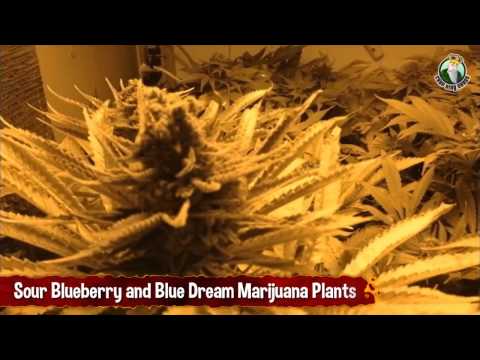 Sour Blueberry and Blue Dream Final Plant Showoff Before Harvest
