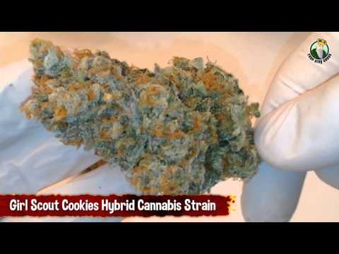 Strain Showoff - Girl Scout Cookies Hybrid Cannabis Strain