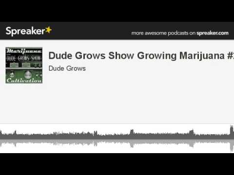 Dude Grows Show Growing Marijuana #26 (made with Spreaker)